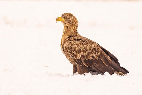 Zeearend (Haliaeetus albicilla), roofvogel.