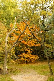 Autumn walk Staphorst forestry by Jan Willem Oldenbeuving