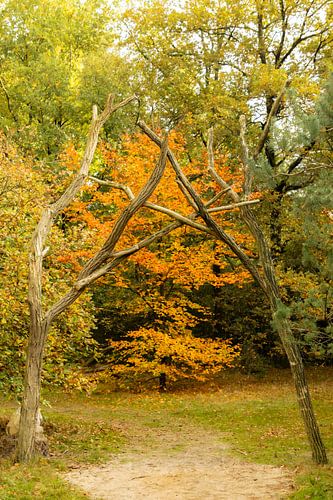 Herfst wandeling boswachterij Staphorst