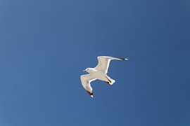 The seagull by DEsastrous4life