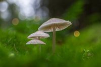 3 small mushrooms in a green oasis