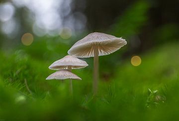 3 small mushrooms in a green oasis