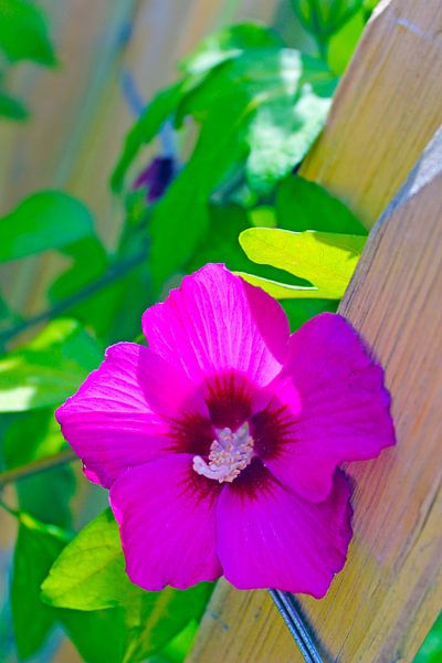 hibiscus von M.A. Ziehr