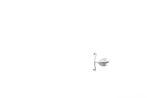 Cygne noir