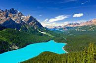 Peyto Lake in Banff N.P., Alberta, Kanada von Henk Meijer Photography Miniaturansicht