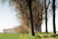  row of trees along the dike