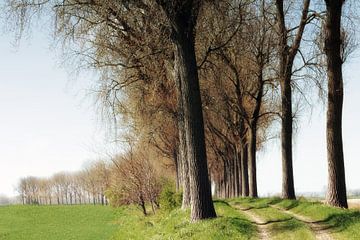 rangée d'arbres le long d'un talus sur Yvonne Blokland