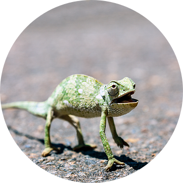 Een Kameleon steekt de straat over van Evert Jan Luchies