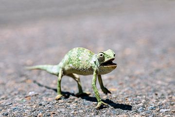 Een Kameleon steekt de straat over