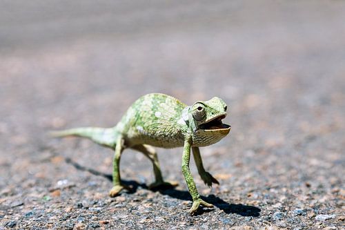 Zambia / Chameleon crossing / 2011