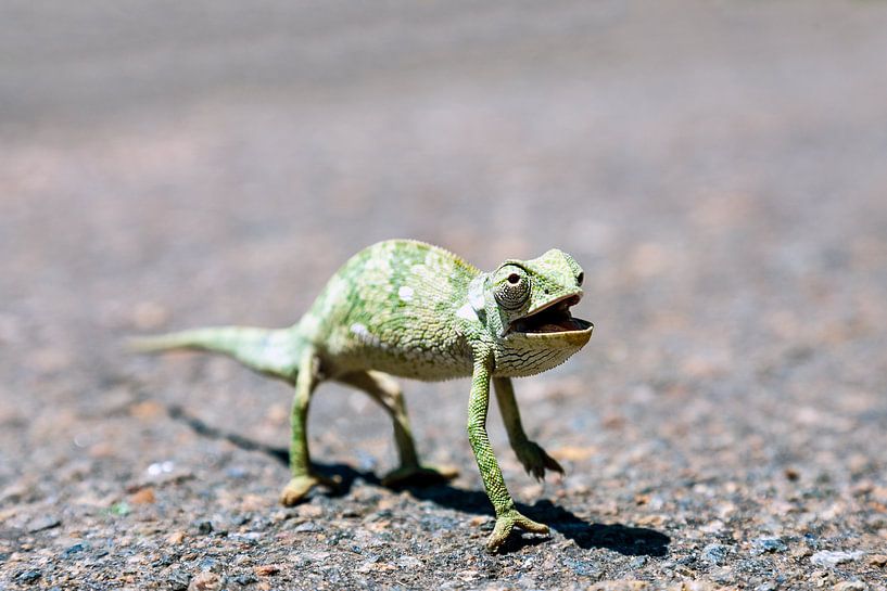 Zambia / Chameleon crossing / 2011 by Evert Jan Luchies