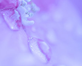 Purple Drops by Jeannette Nederlof
