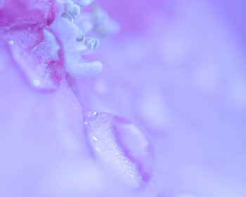 Purple Drops