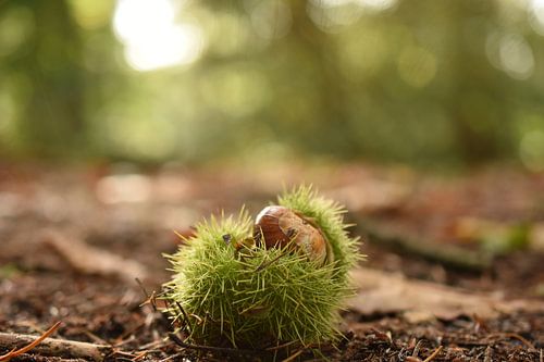 Kastanje van de boom gevallen 