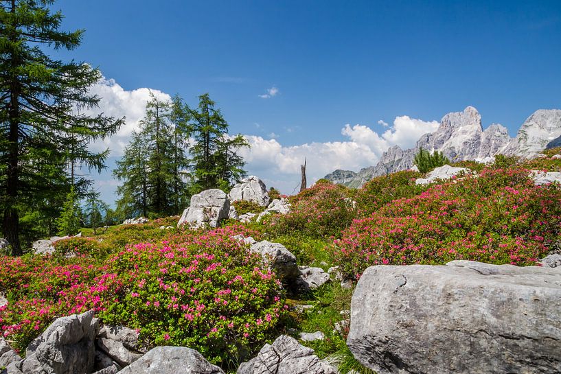 Blühende Alpenrose I von Coen Weesjes