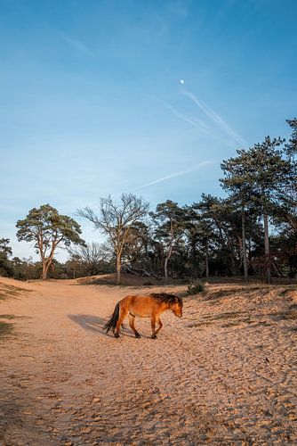 Paard Rustige Wandeling onder de Maan Pony in een Zandlandschap