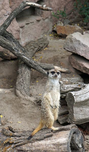 Erdmännchen von Babetts Bildergalerie