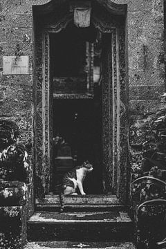 Kat wacht in de ingang van een tempel in Ubud Bali van Ken Tempelers