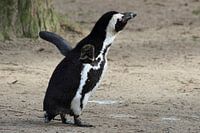 Pinguïn rekt zich lekker uit
