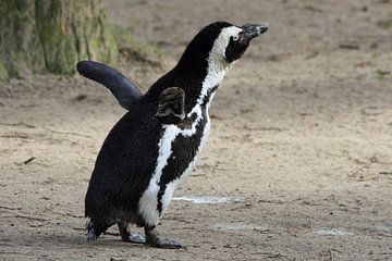 Pinguïn rekt zich lekker uit van Arnold van der Horst