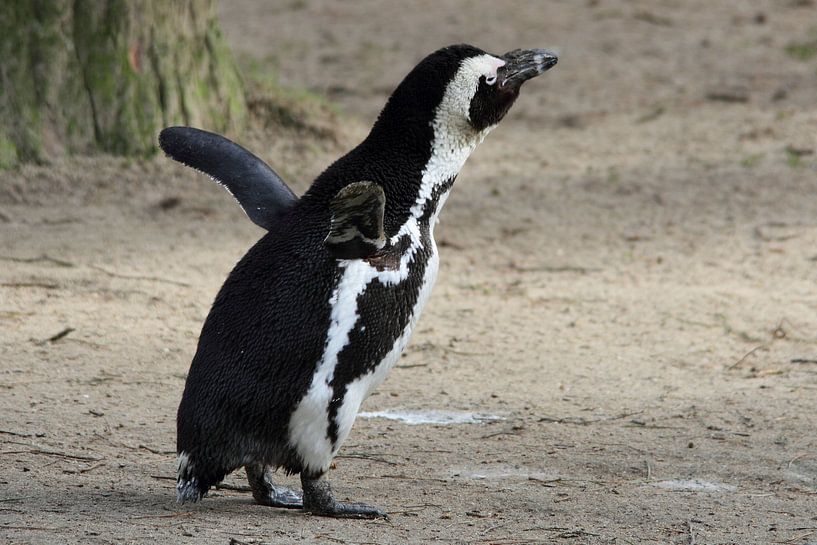 Pinguïn rekt zich lekker uit von Arnold van der Horst