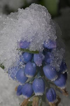 Een blauw druifje met een sneeuwhoed van Anne Ponsen