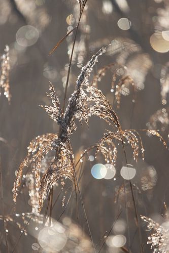 Des roseaux d'argent et d'or