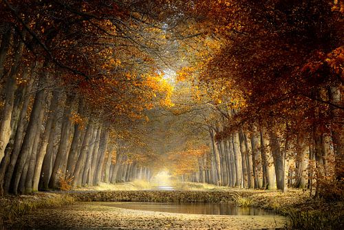 Autumn in the southern Netherlands by Kees van Dongen