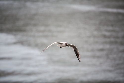 meeuw vliegend over de Taag