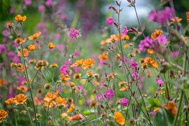 A field of flowers with cuckoo flowers and nailwort by Hanneke Luit