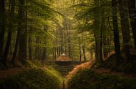 Crown estates: the umbrella spreng in the palace park by Moetwil en van Dijk - Fotografie thumbnail