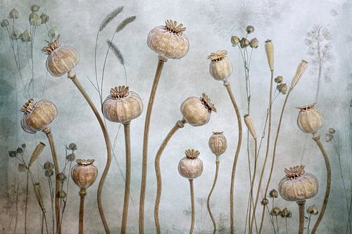 Papaver sur Mandy Disher