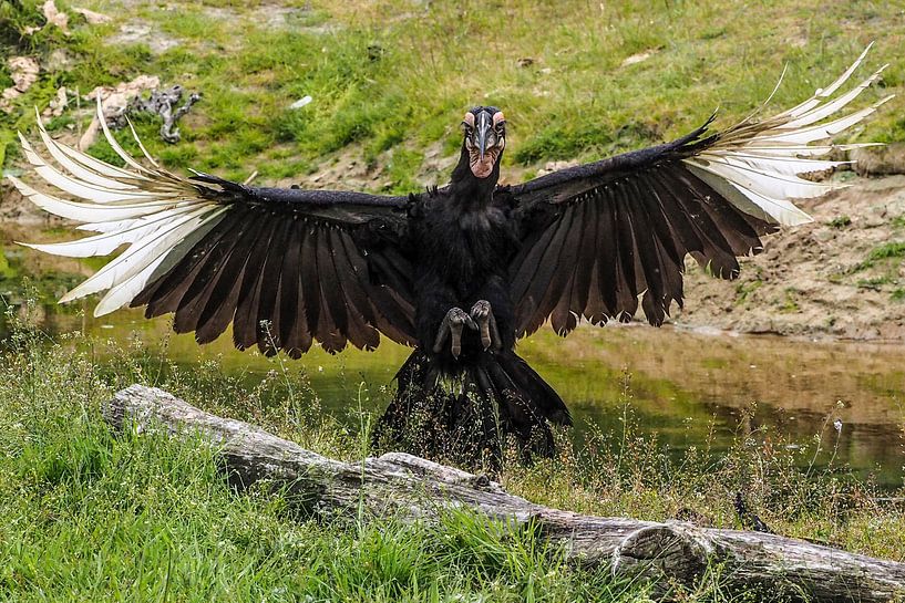 Southern Horn by Loek Lobel
