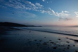 Côte sud-ouest de l'Angleterre avec un oiseau