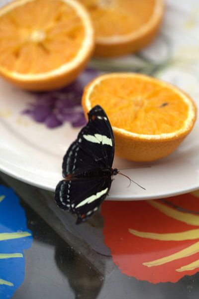 Vilnder met sinaasappels van Eric Verhoeven
