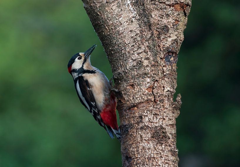 Great spotted woodpecker by Merijn Loch