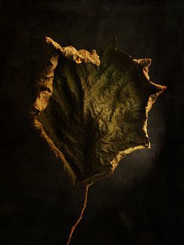 Dried Beauty