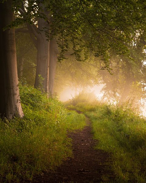 Morgendlicher Spaziergang im Wald von Remco Piet