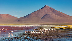 Die Flamingos der Laguna Colorada