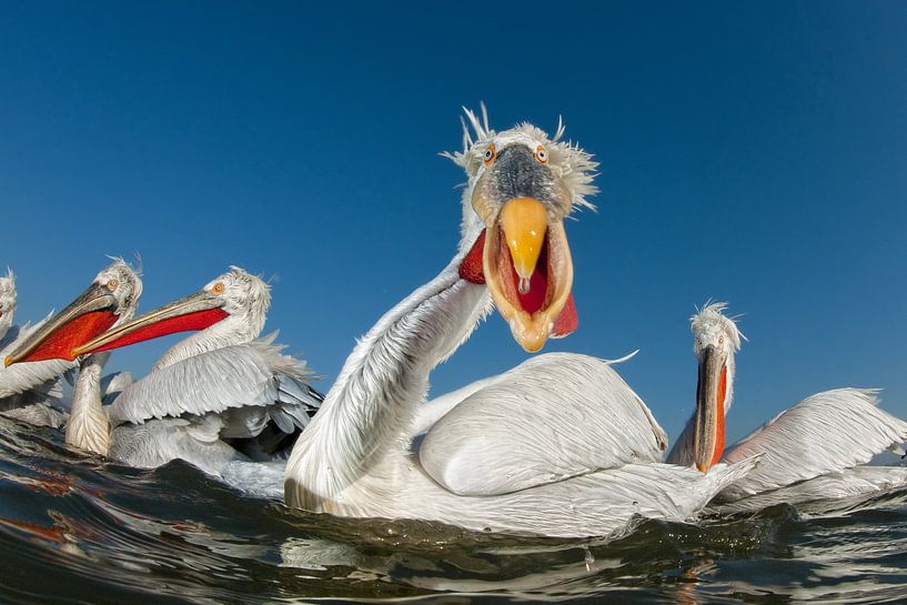 Dalmatian Pelican looking straight in the camera. by AGAMI Photo Agency