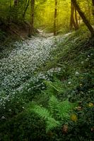 Fields full of wild Garlic in the beautiful forests of South Limburg