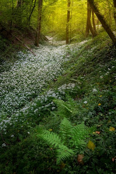 Velden vol met daslook in de mooie bossen van Zuid Limburg van Jos Pannekoek