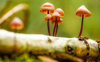 Wald im Herbst von Dirk van Egmond Miniaturansicht