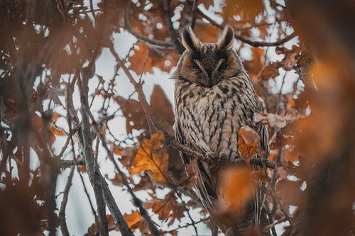 Long-eared owl in tree.