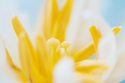Witte tulp in zacht licht
