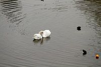Verliefd stel