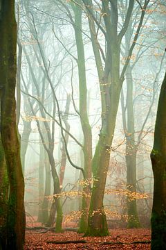 Kronkelende bomen in de mist van Jenco van Zalk