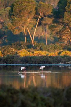 Flamingos in Mallorca by t.ART