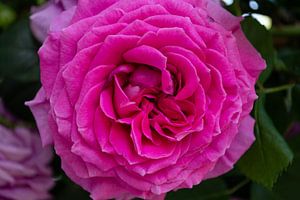 pinke  Hochstammrosen in der Alleestraße in Putbus auf Rügen