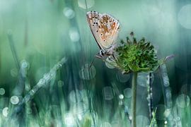 Icarus blue by Hans van den Beukel